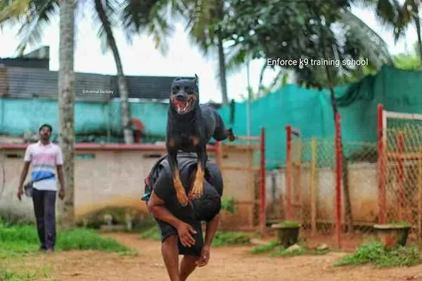 Image of: Enforce K 9 Training School